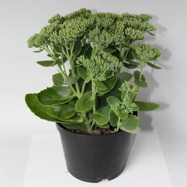 Седум Харбсфроиде Р17 Tw 