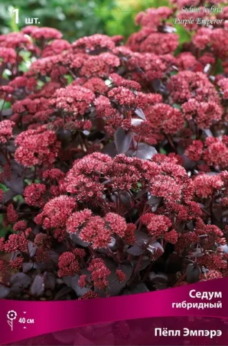 Кореневище Седум гибридный Пёпл Эмпэрэ 1шт Поиск 