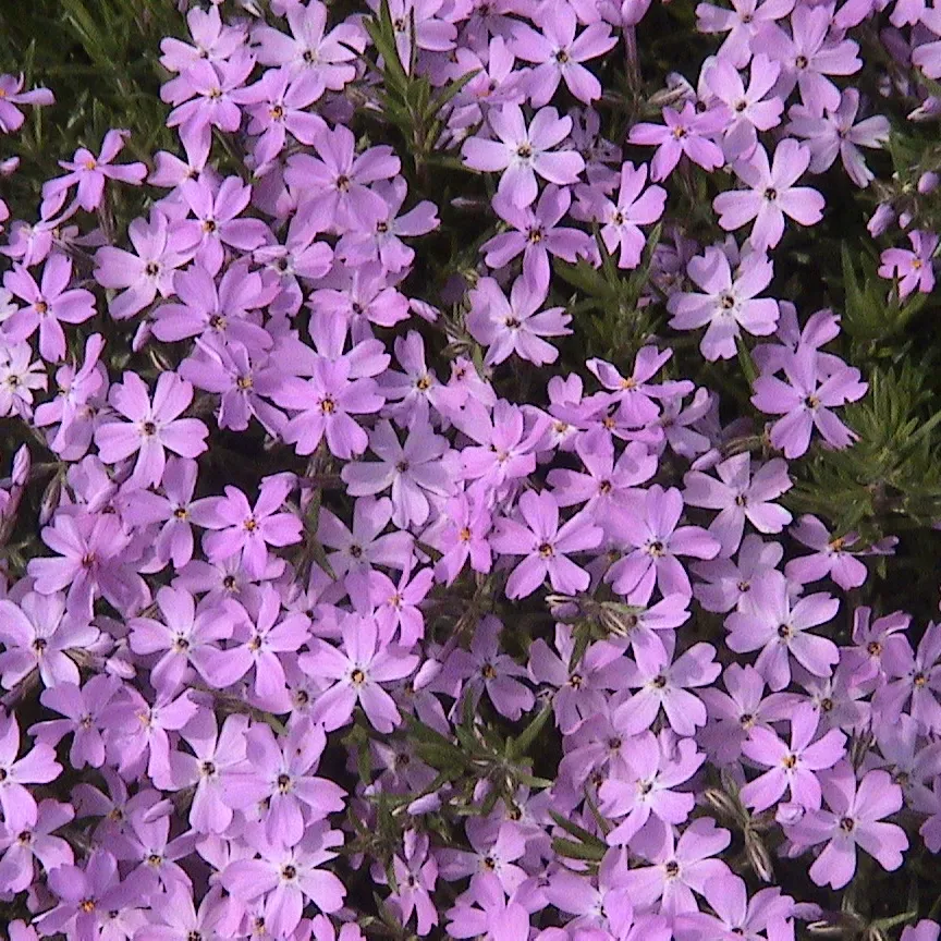 Флокс шиловидный v2 Tim 