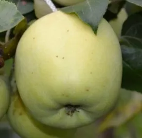 Яблоня Аркад желтый 2-х летка 