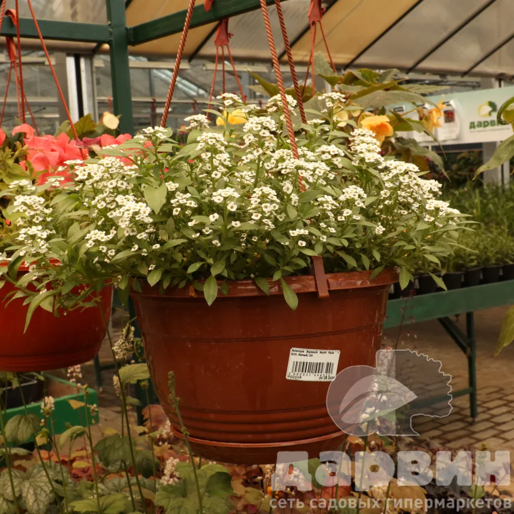 Алиссум ампельный Норс Файс белый D23 ПВ 