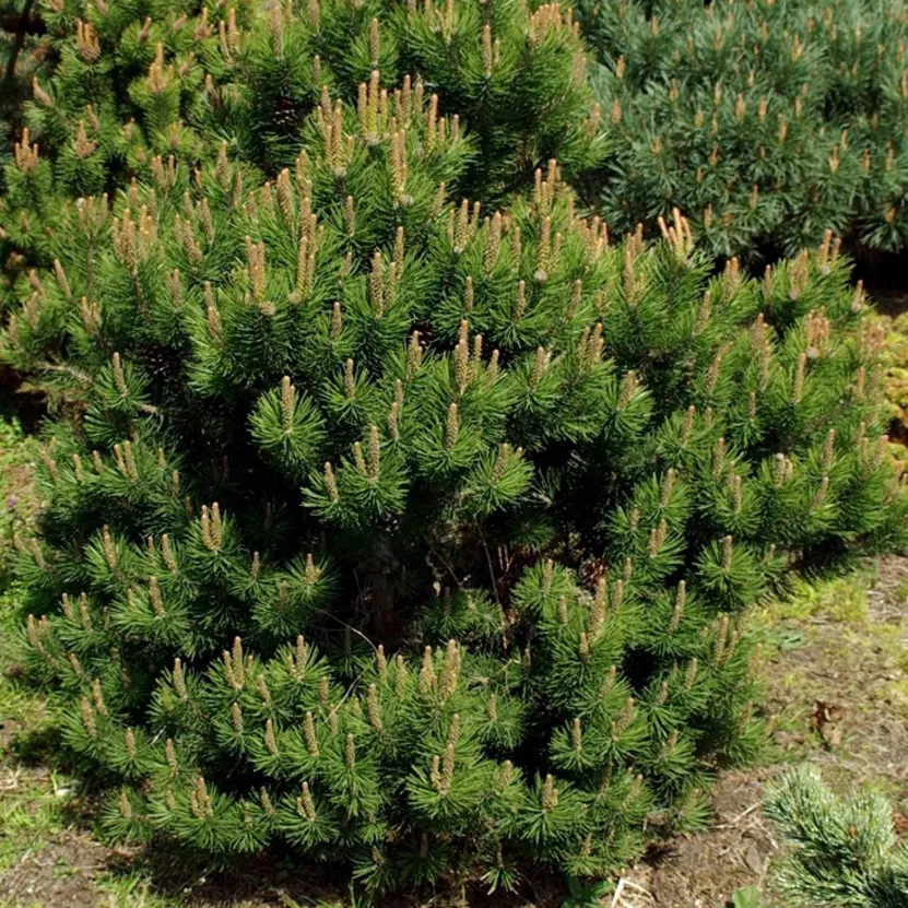 Сосна горная Лаурин v8 30/40 