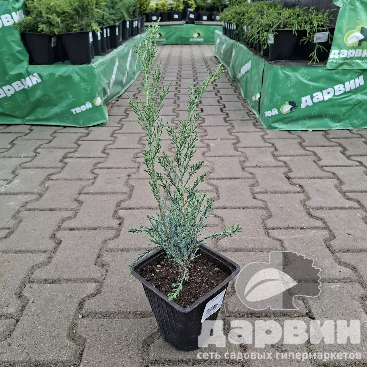 Можжевельник скальный Скайрокет v2 Lav 