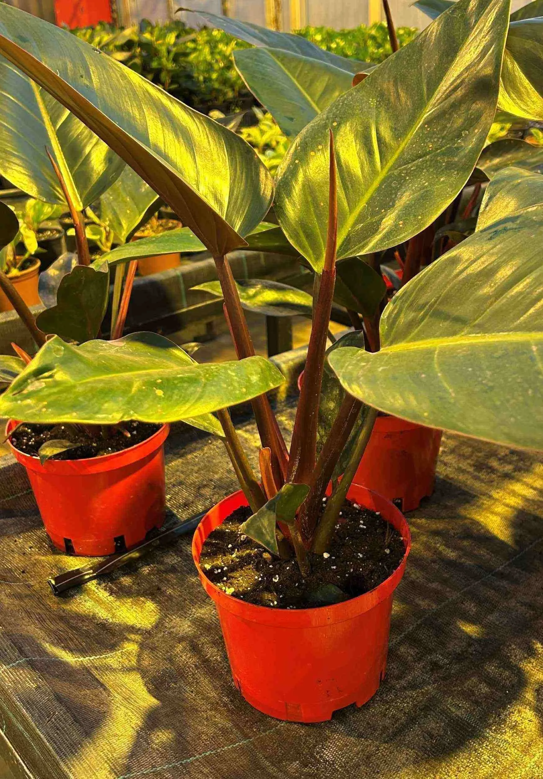 филодендрон