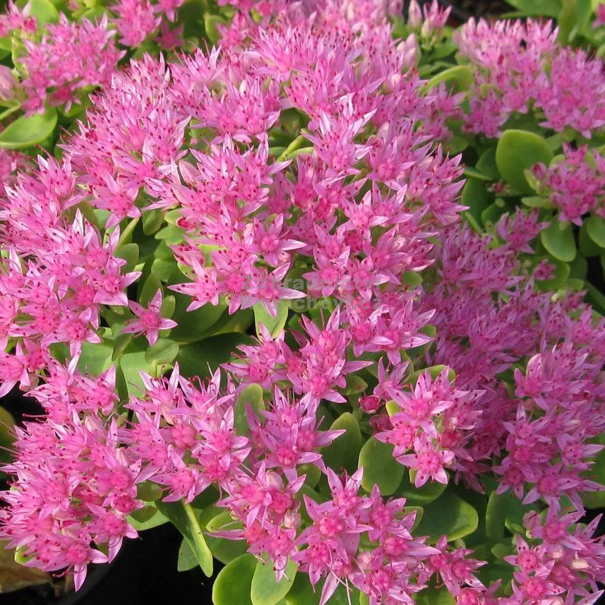 Корневище Седум Спектабил Кармен, 1шт/уп 