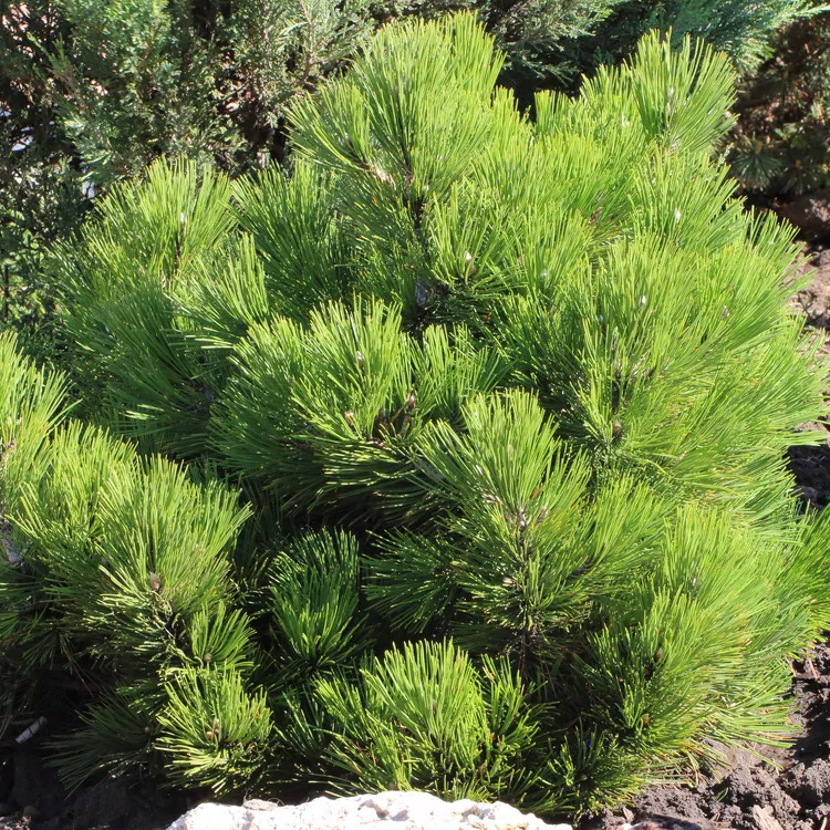 Сосна белокорая v3-5 Tim 