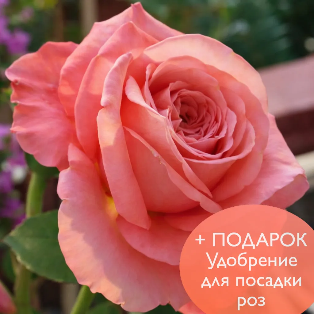 Роза чайно гибридная Пинк Экспрешн в коробке Биосфера 
