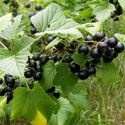 Смородина черная в сортах v2-3 Питомник 