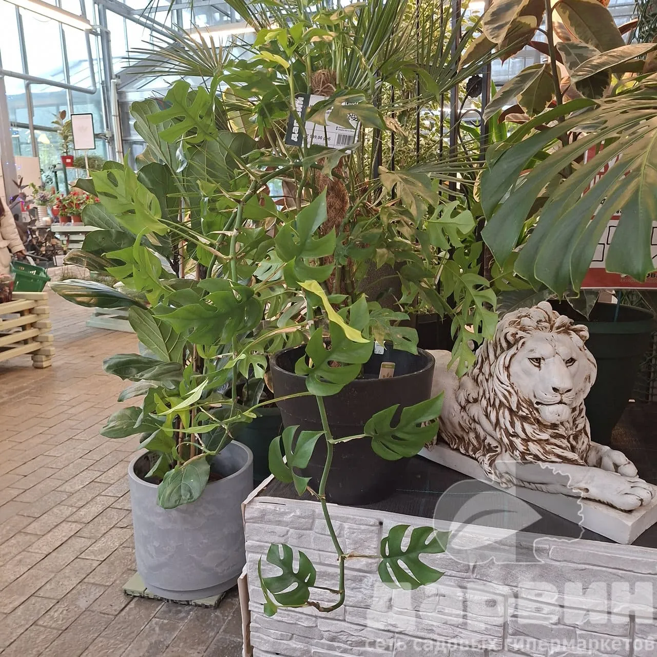 Монстера Минима d19 h85 