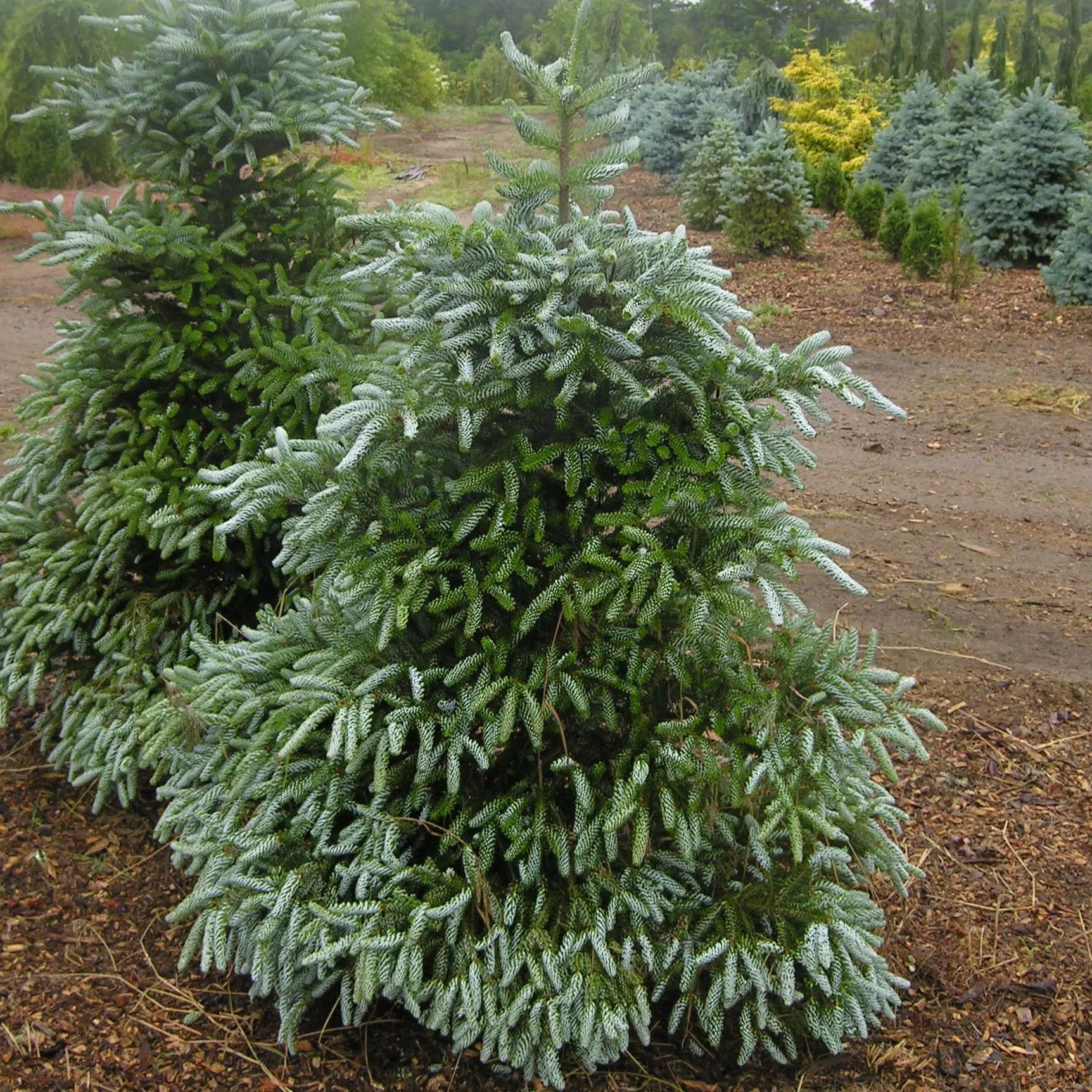 Пихта корейская Сильберлоке С10/50-60 