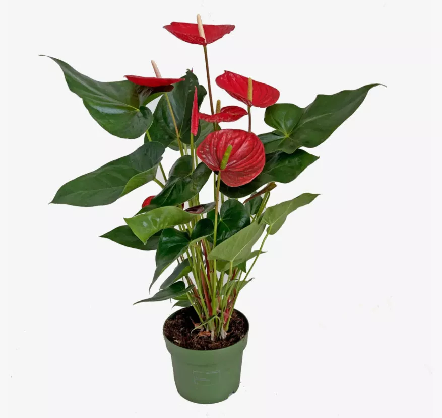 Антуриум Андреанум Ливиум Ред d9 h30 