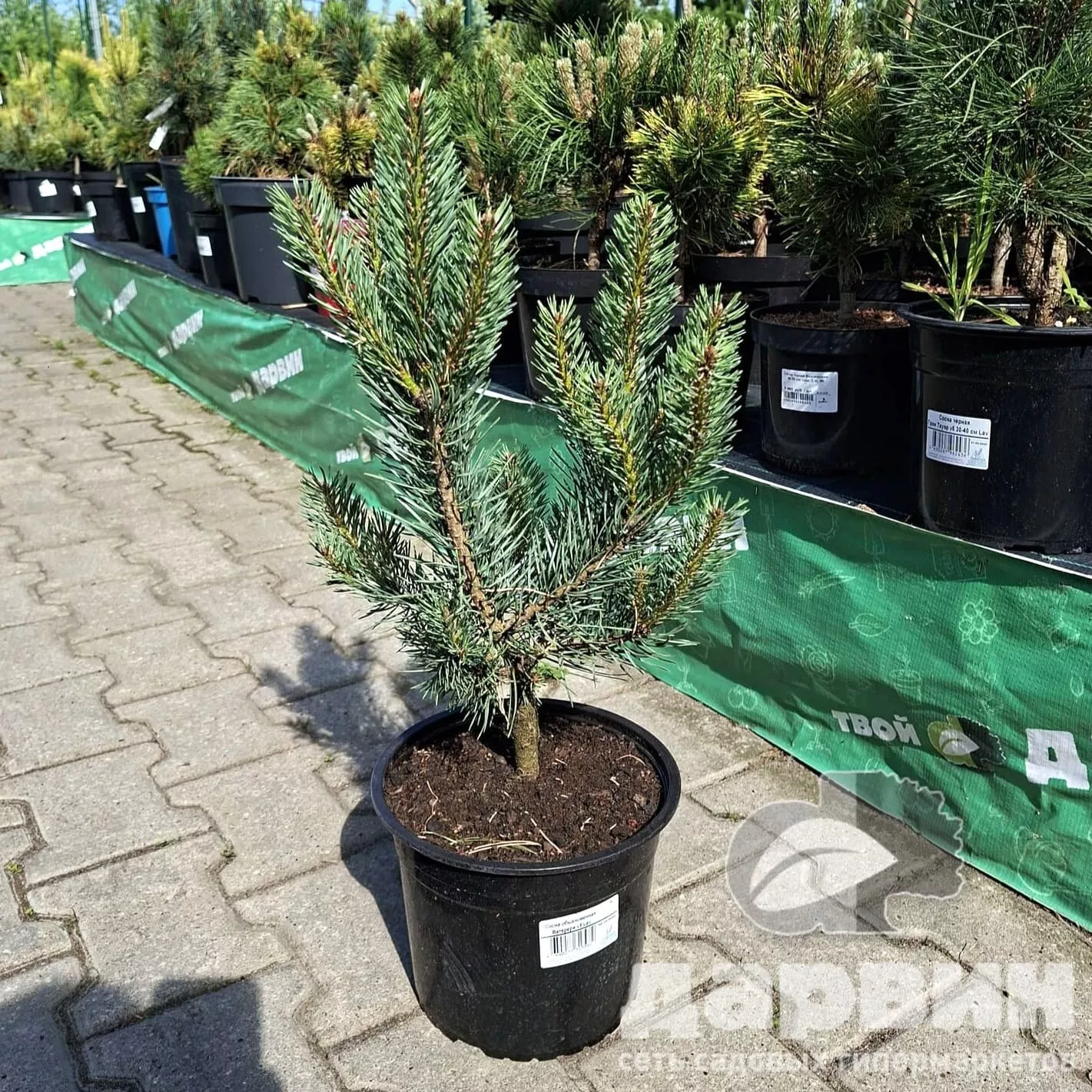 Сосна обыкновенная Ватерери v5 Lav 