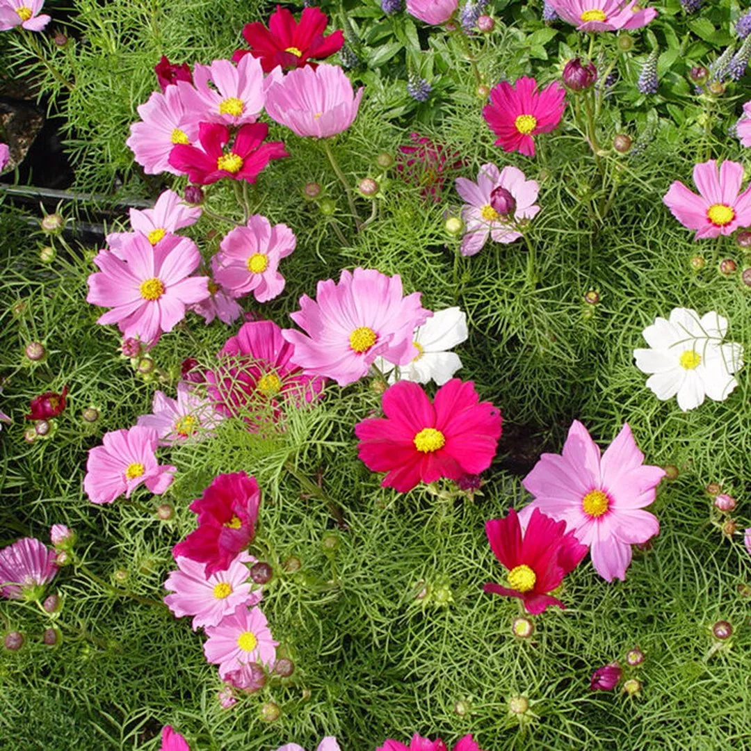 Космея d12 Tim 