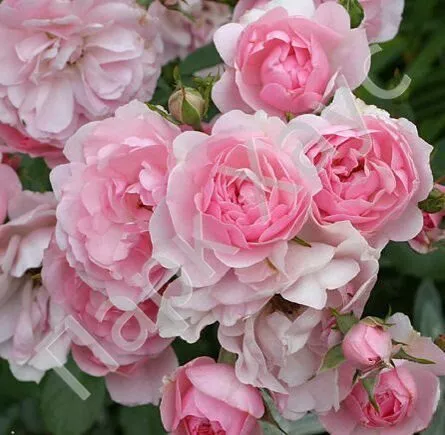 Роза Миниатюрная Мейян V7 Ег 