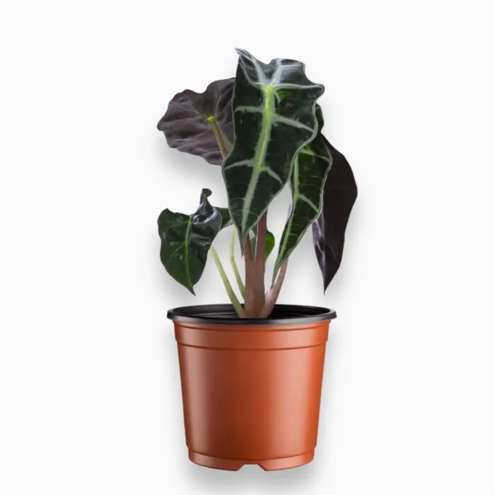 Алоказия Бамбино Эрроу d11 Tim 