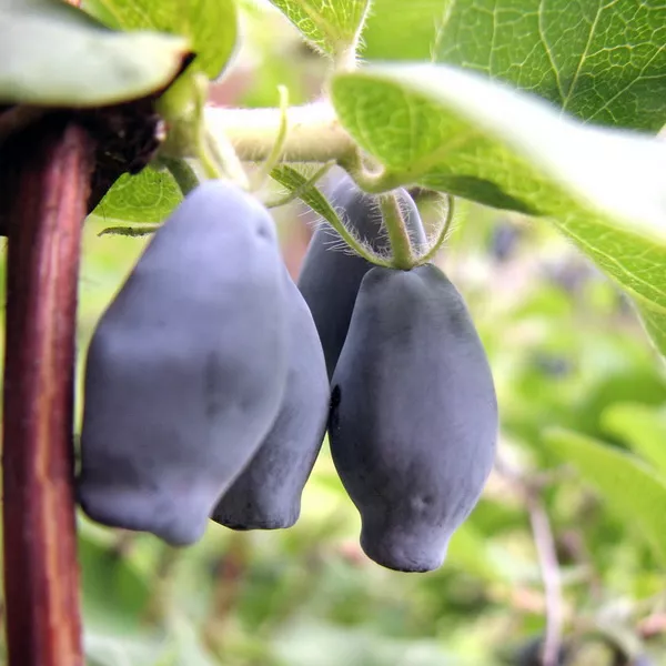 Жимолость Соловей Р9 Tim 