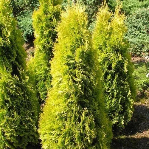 Туя западная Янтарь v2 30-40 