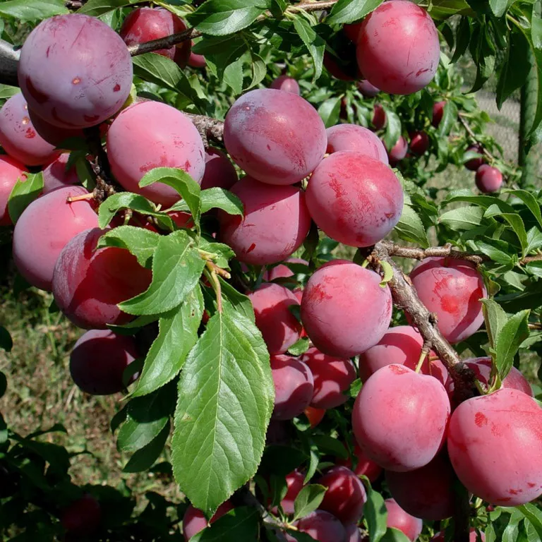 Алыча Аленушка v7 100-120 Tim по цене  Алыча Аленушка v7 100-120 Tim