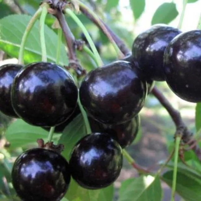 Вишня Антрацитовая v 5-10 