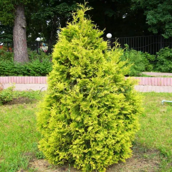 Туя западная Европа Голд C2 20-30 UL 