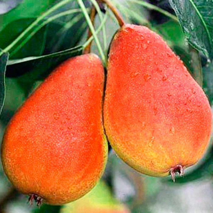 Груша Ника поздн v7 100-120 Tim 