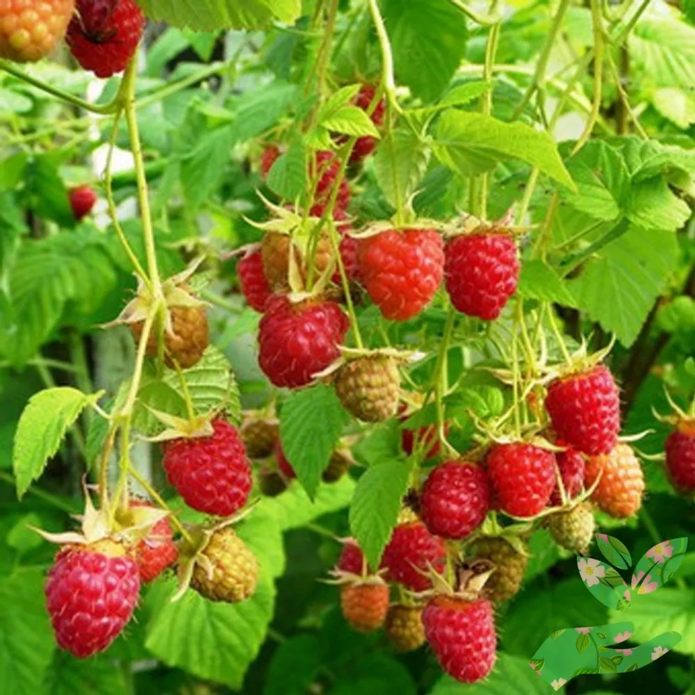 Малина Новость Кузьмина, красная v5 Tim 