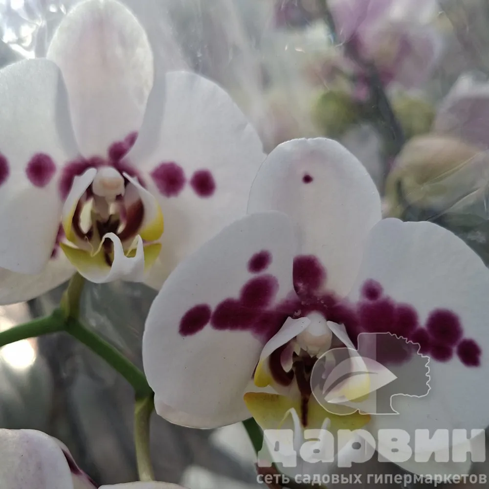 Фаленопсис 2 ст д12 ЯР ватермарка