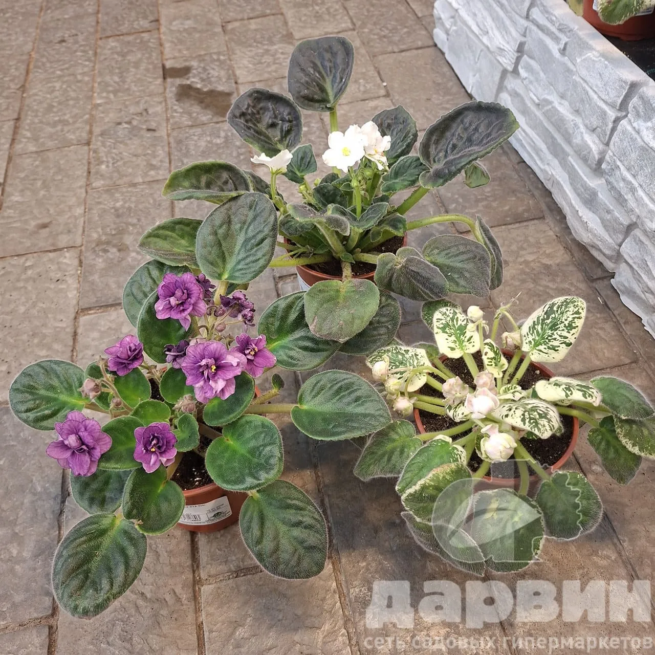 Фиалка д12 тим WM