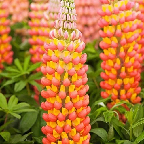 Корневище НВМ Люпин Пинк/Йеллоу (I) 1шт 