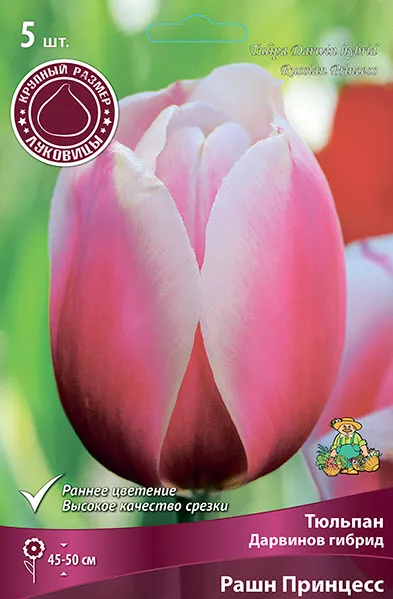 Луковица тюльпан Дарвинов гибрид Рашн Принцесс 12/+ розовый 5шт Поиск 