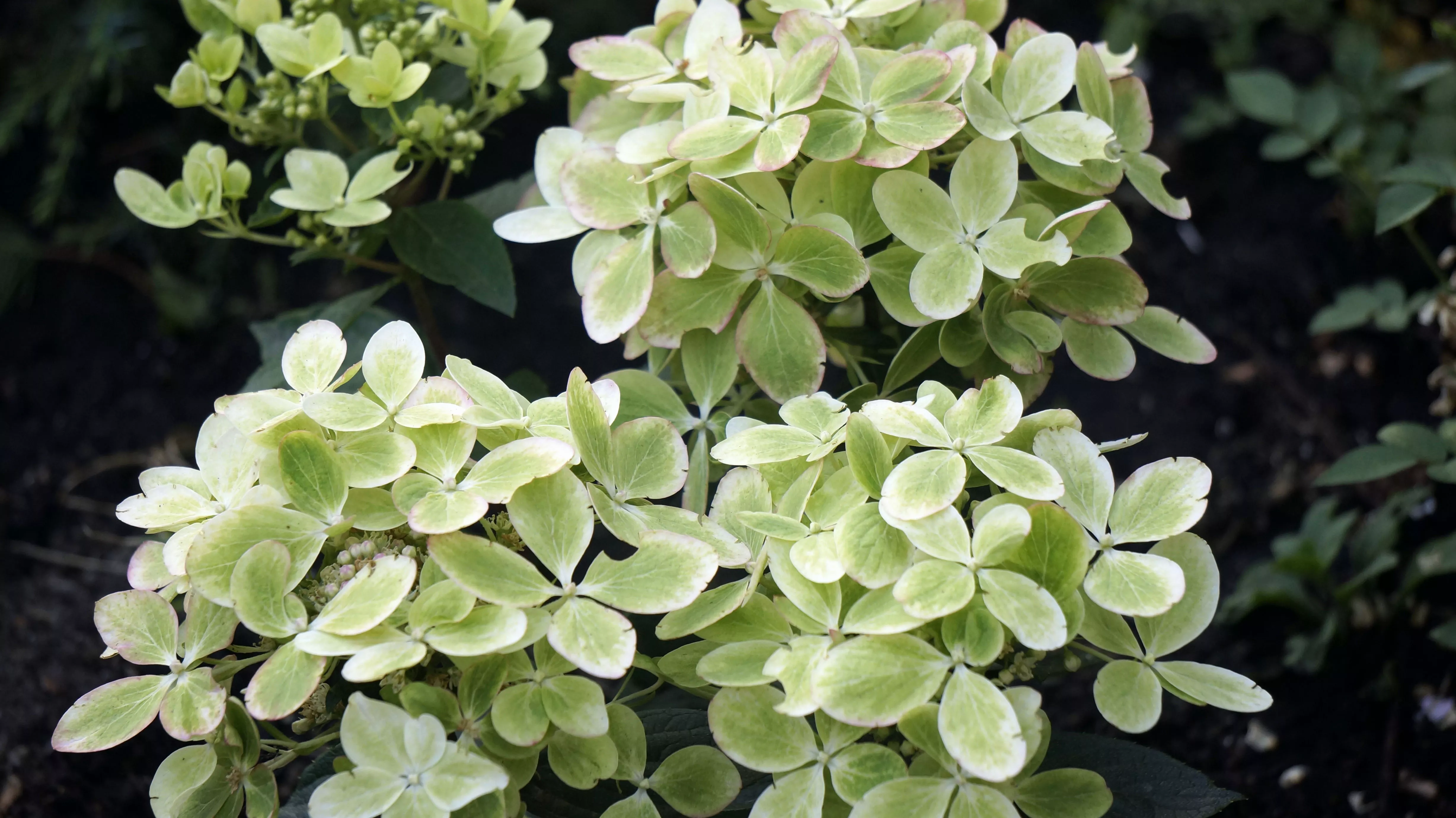 Гортензия метельчатая Пастель Грин v5 Tim 