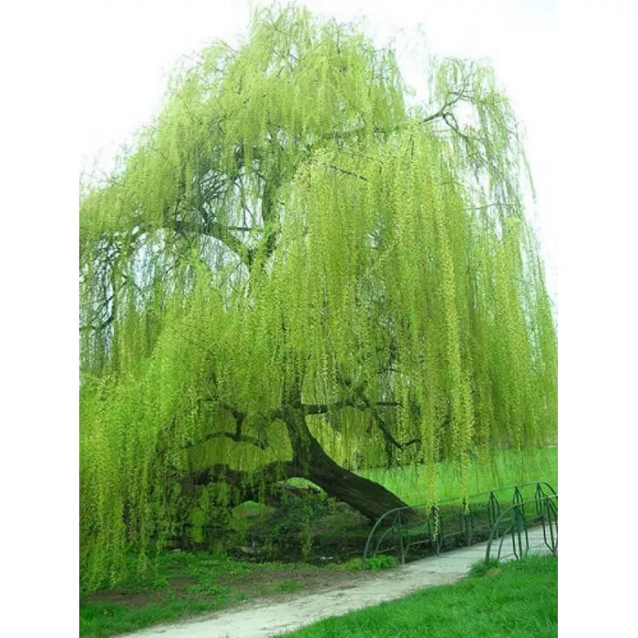 Ива плакучая 2 л ХР 