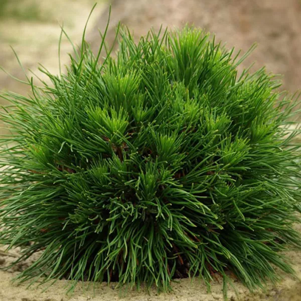 Сосна горная Варелла C15 30-40 CM TW 