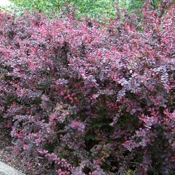 Барбарис оттавский Суперба Р19/40-50 Tw 