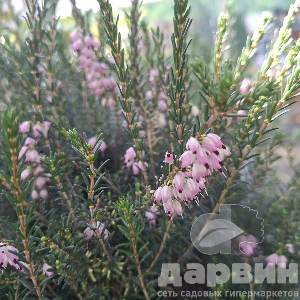 Эрика дарленская Дарлей Дейл v5 Lav 