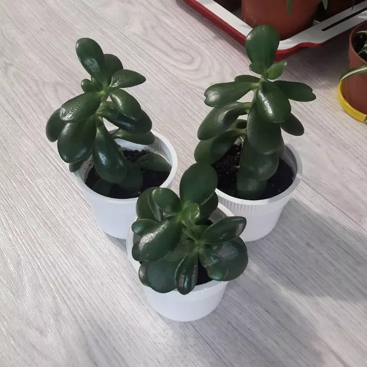 Крассула Бенджамин d7 h10 