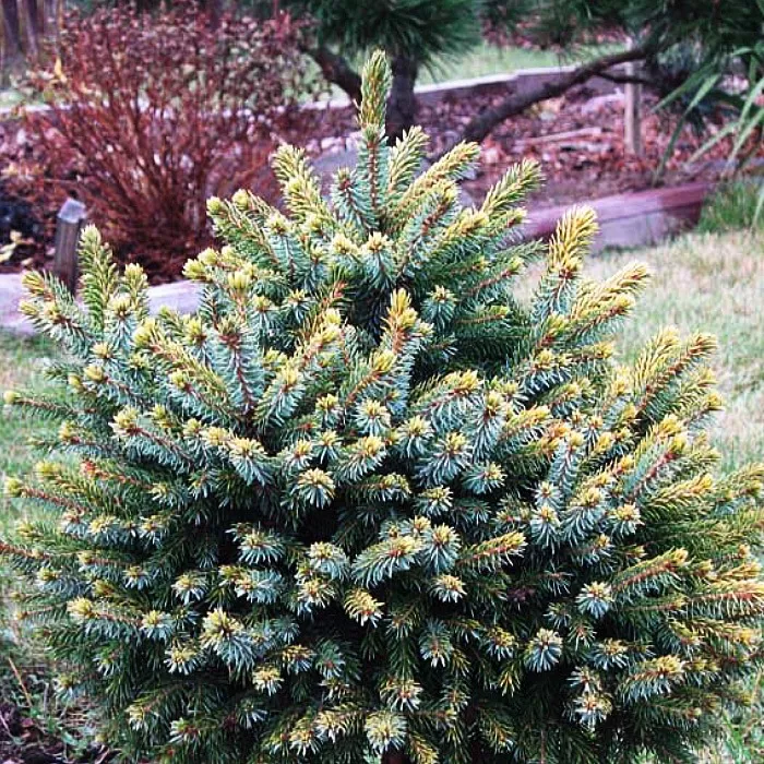 Растение ель сербская Треплисенсес С2 Yos 