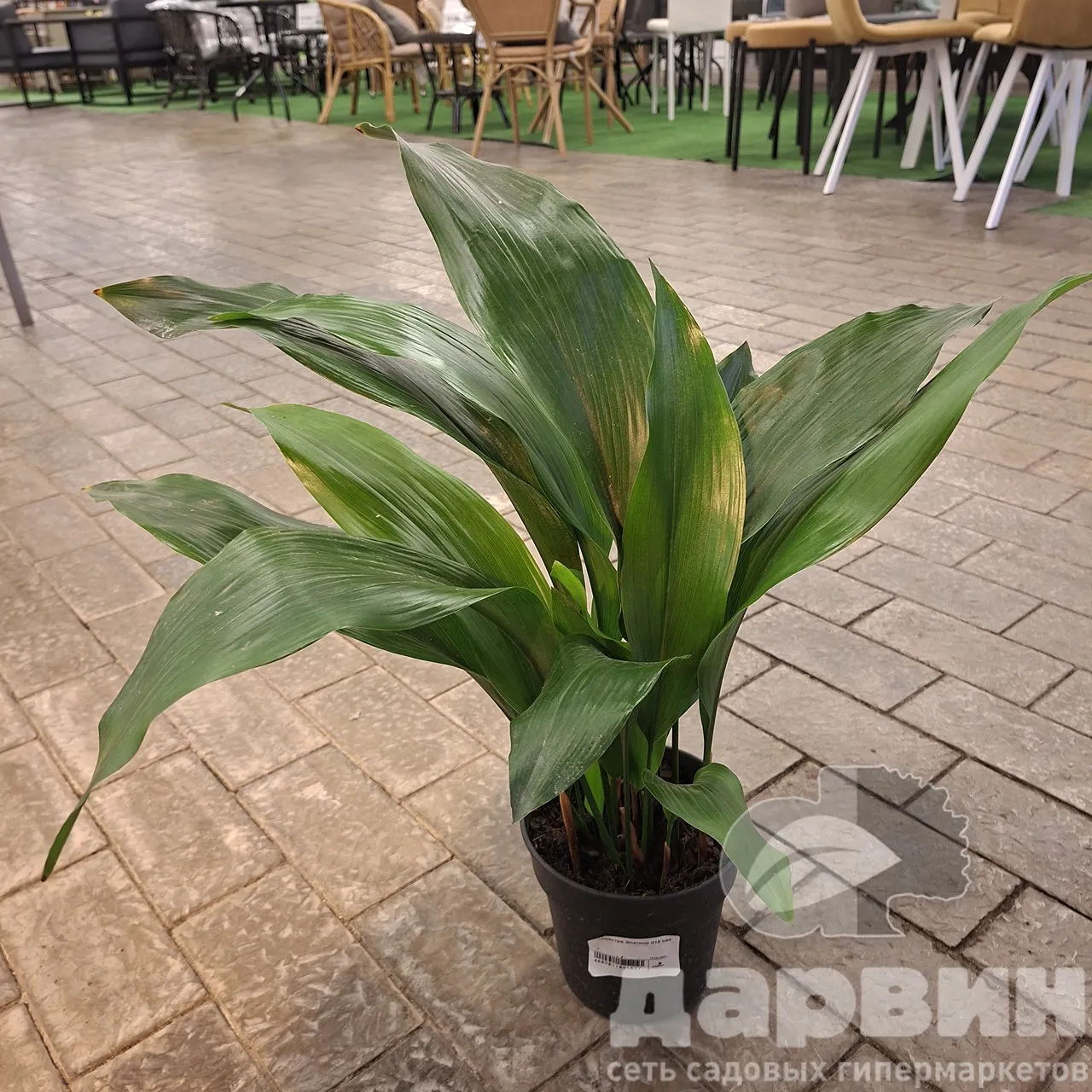 Аспидистра Элатиор d15 h60 