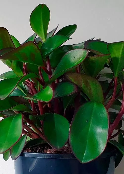 Пеперомия клузиелистная d25 h50-60Tim 