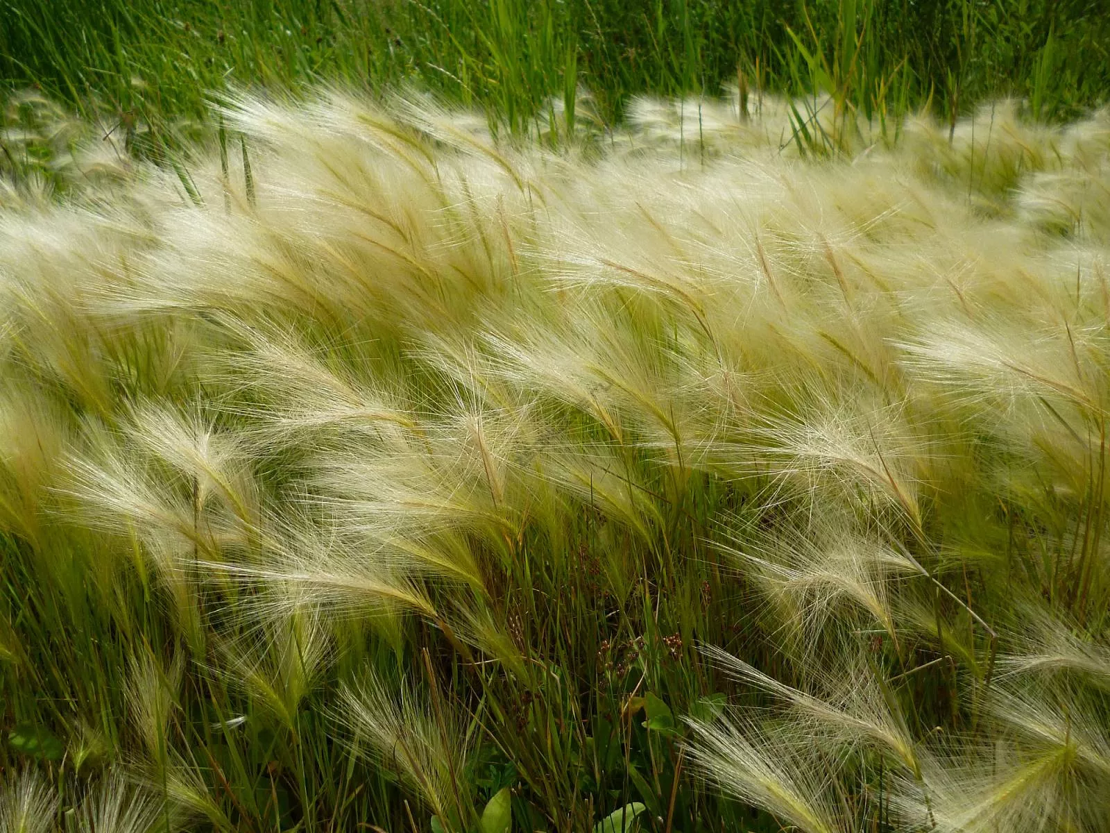 Ячмень гривастый (С2) ЦО 