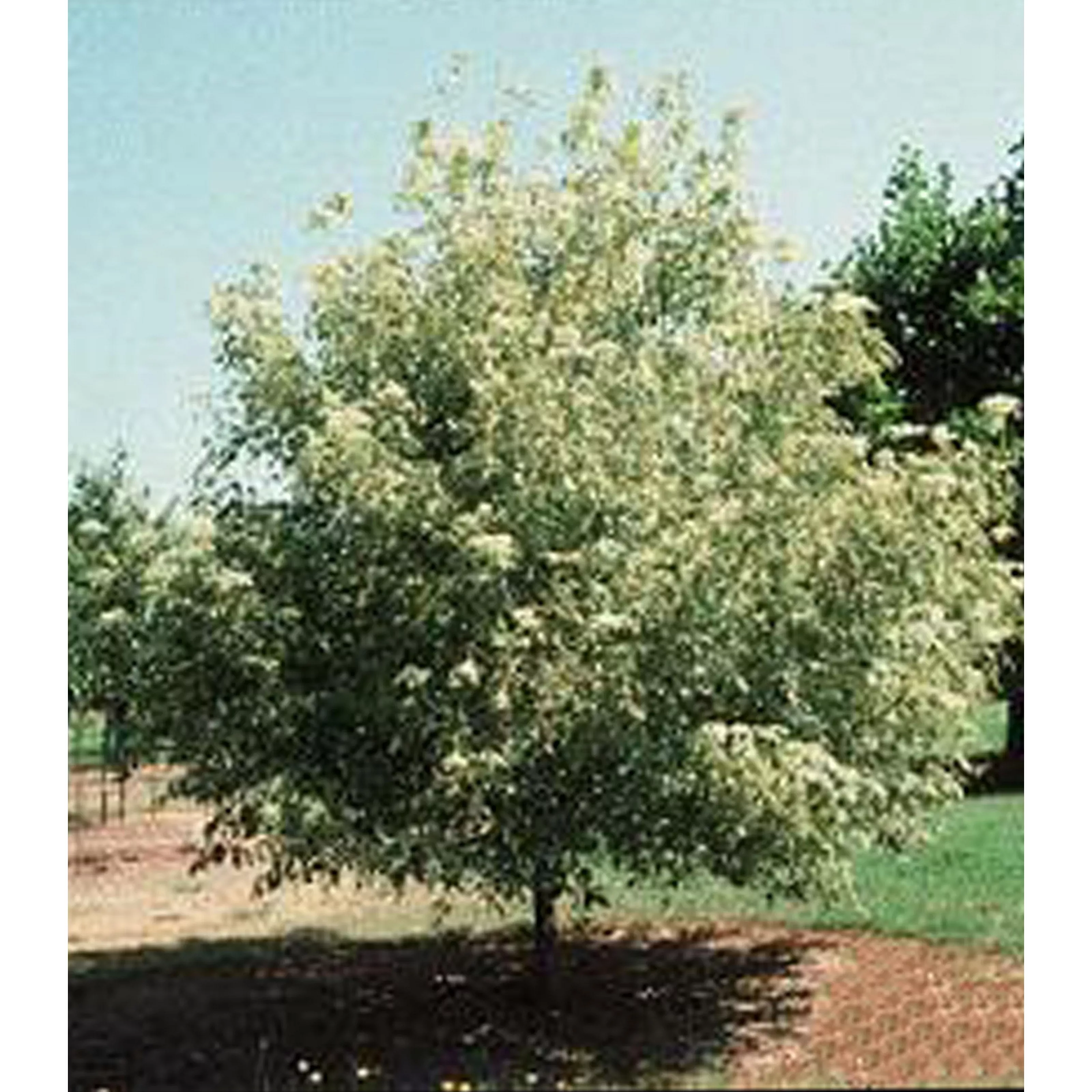 Клен ясенелистный Вариегатум h120-160 