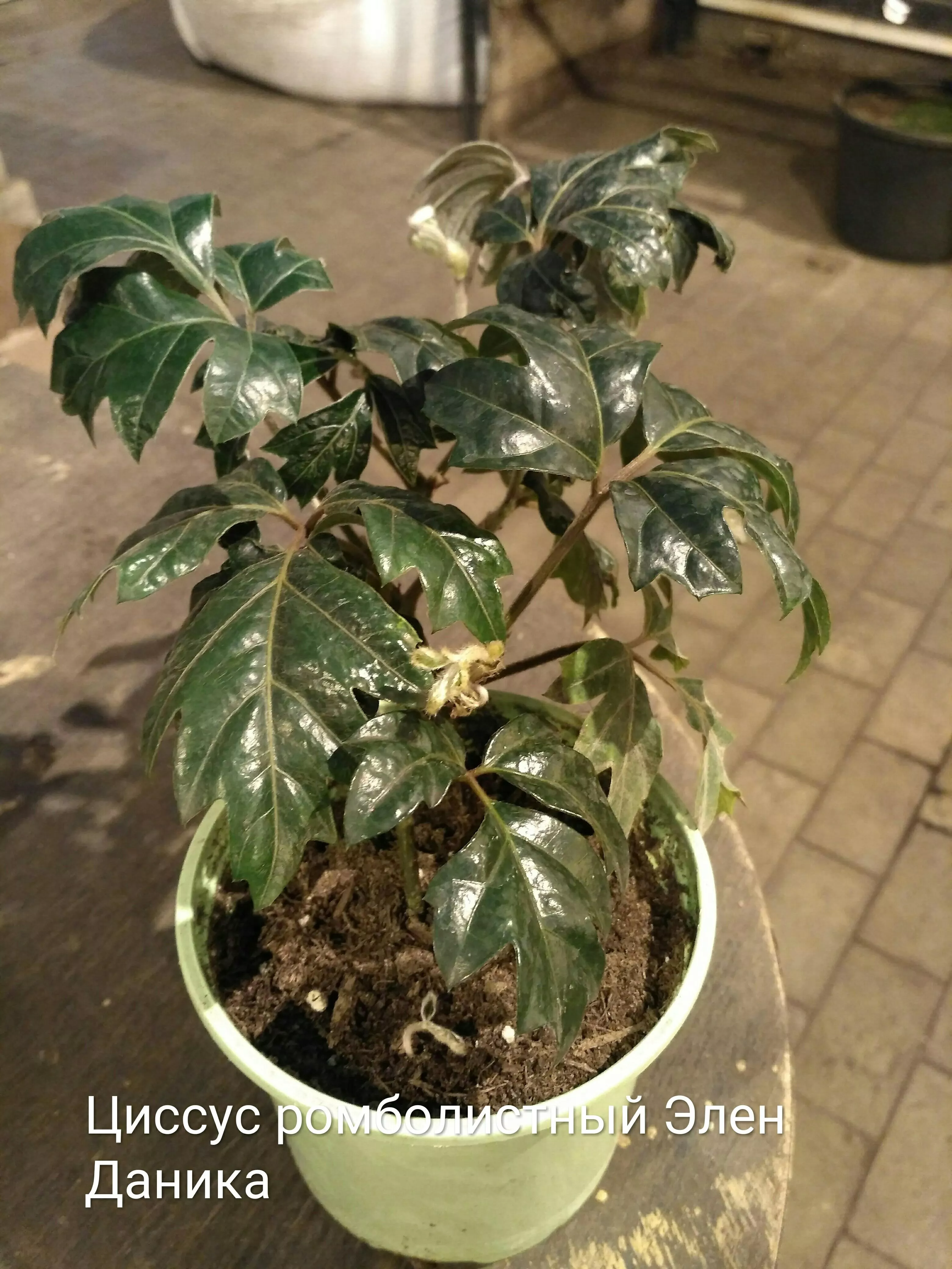 Циссус ромболистный Элен Даника d11 Tim 