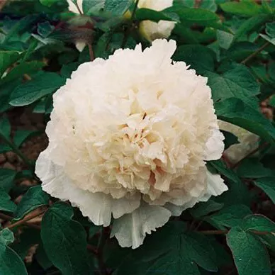 Пион древовидный Нефритовая принцесса 