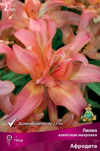 Луковица Лилия азиатская махровая Афродита 2шт Поиск 