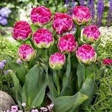 Луковица Тюльпан Уикед ин Пинк 11/12, 5 шт/уп 