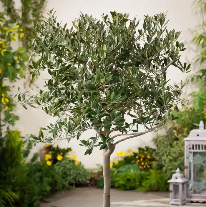 Олива европейская на штамбе d17 h60 