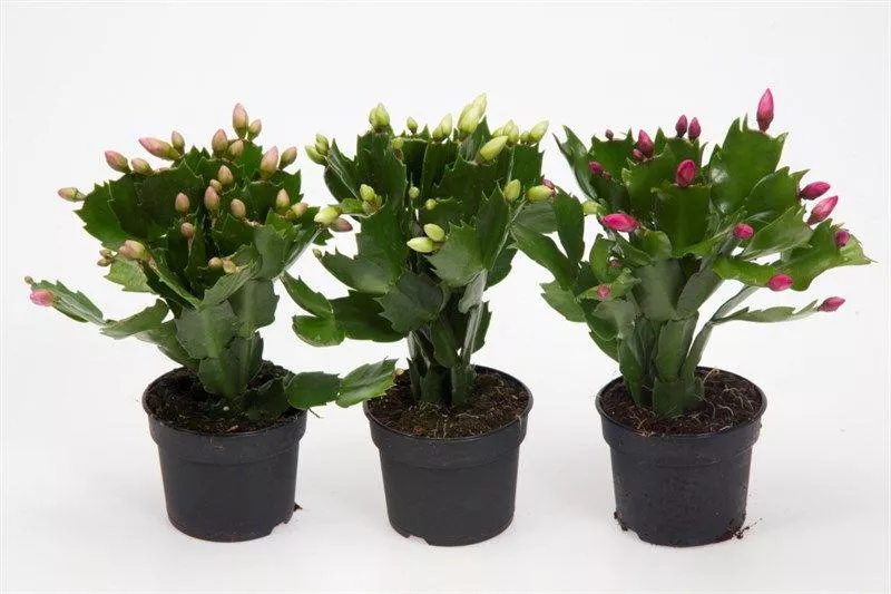 Шлюмбергера d15 Tim 