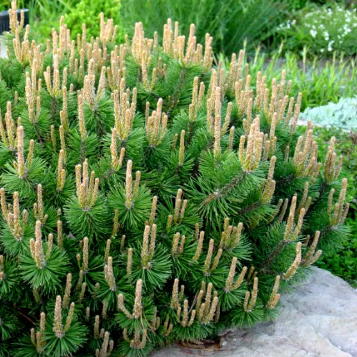 Растение сосна горная Хампи с2-3 2-летка Yos 