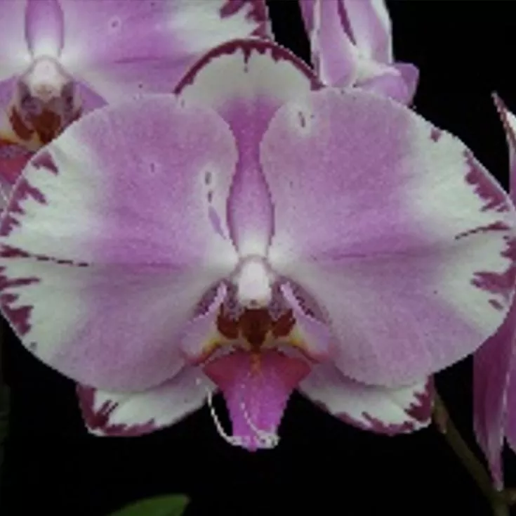 Фаленопсис 2 вет Бразер Ю d12 h55 