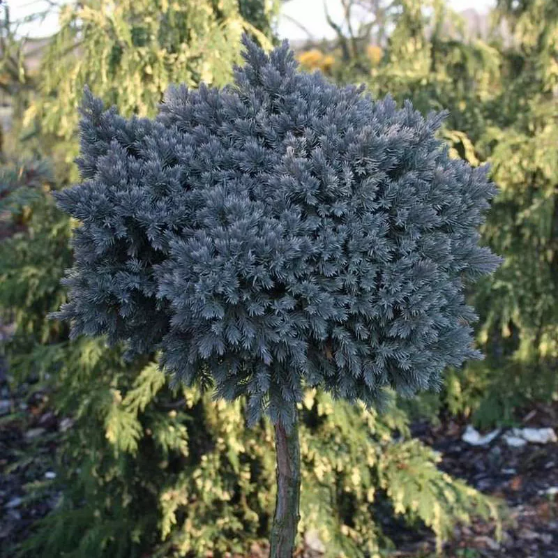 Можжевельник чешуйчатый Блю стар v5 штамб 75см 